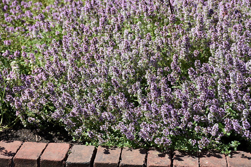 Common Thyme (Thymus vulgaris) at Skillins Greenhouse