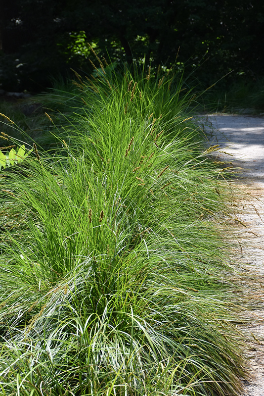 Autumn Moor Grass (Sesleria autumnalis) at Skillins Greenhouse