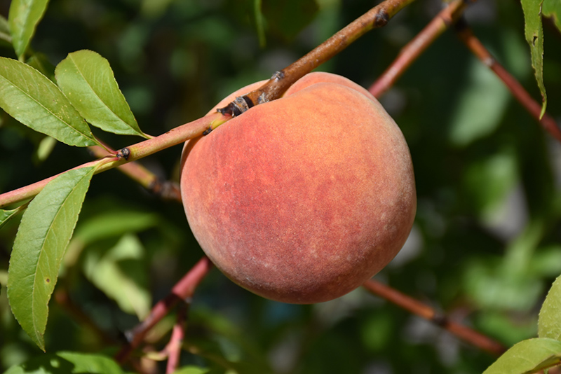 Redhaven Peach (Prunus persica 'Redhaven') at Skillins Greenhouse