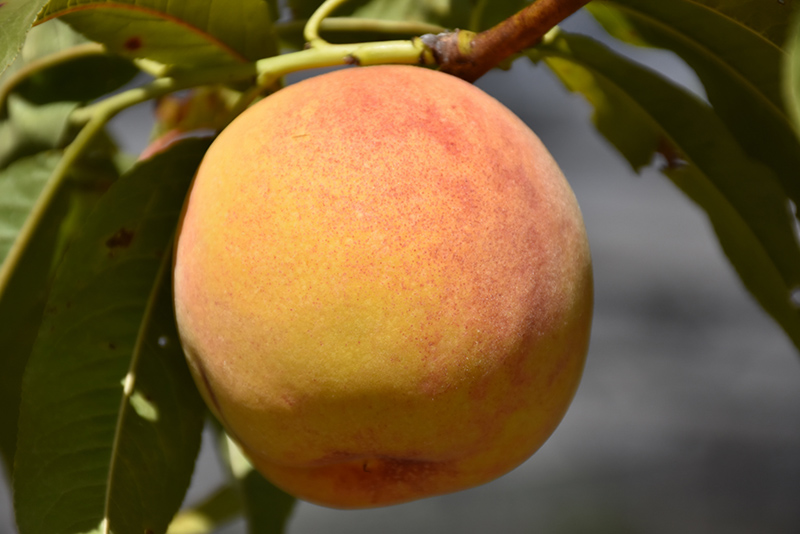 Reliance Peach (Prunus persica 'Reliance') at Skillins Greenhouse