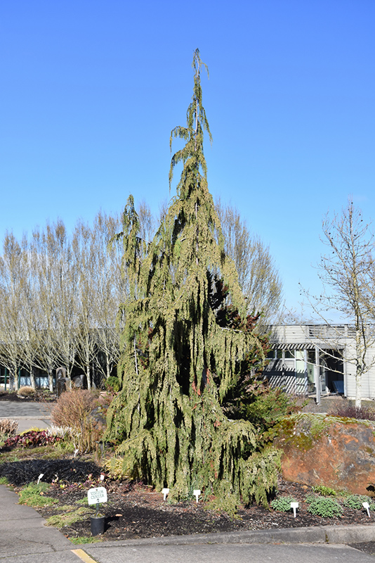 Blue Weeping Nootka Cypress (Chamaecyparis nootkatensis 'Glauca Pendula') at Skillins Greenhouse