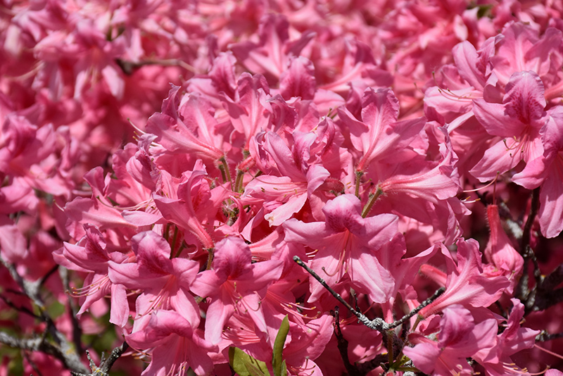 Rosy Lights Azalea (Rhododendron 'Rosy Lights') at Skillins Greenhouse