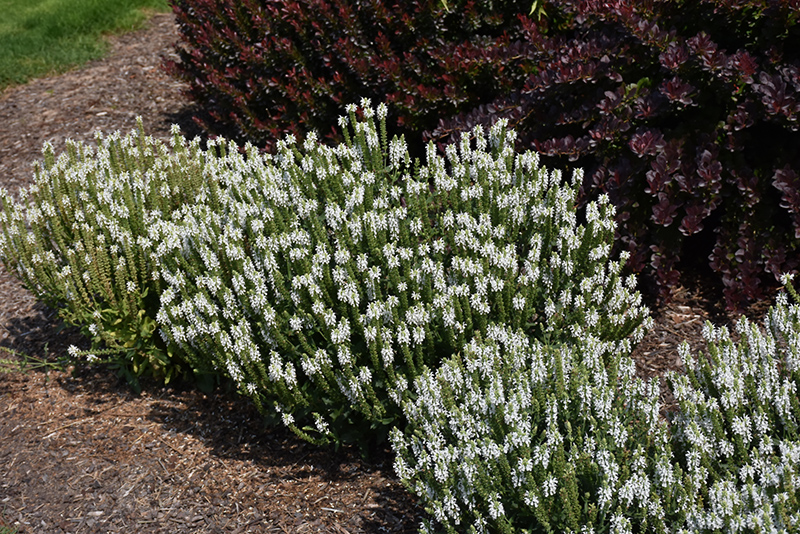 Snow Hill Sage (Salvia x sylvestris 'Snow Hill') at Skillins Greenhouse