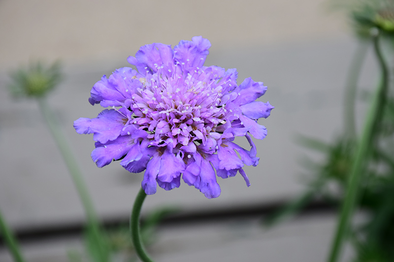 Butterfly Blue Pincushion Flower (Scabiosa 'Butterfly Blue') at Skillins Greenhouse