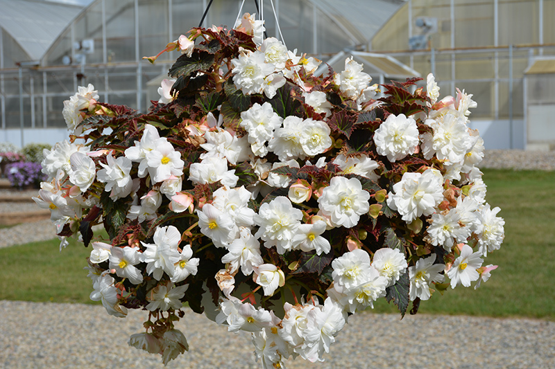 Nonstop Joy Mocca White Begonia (Begonia 'Nonstop Joy Mocca White') at Skillins Greenhouse