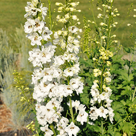 Larkspur - White - Delphinium