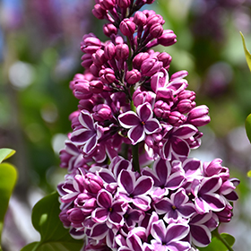 Common Lilac